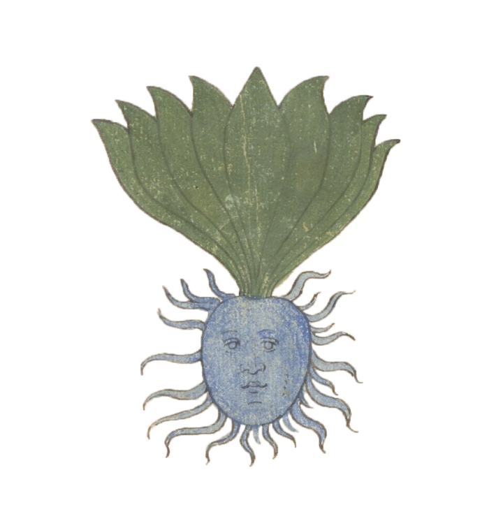 Decorative sun flower illustration